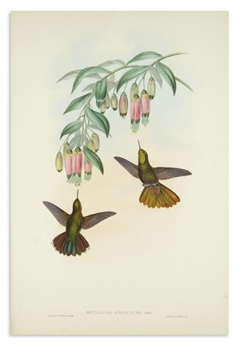 GOULD, JOHN. Group of 7 hand-colored lithographs of hummingbirds